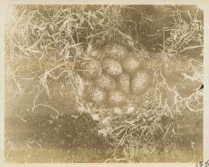 Image: Ptarmigan nest containing 9 eggs